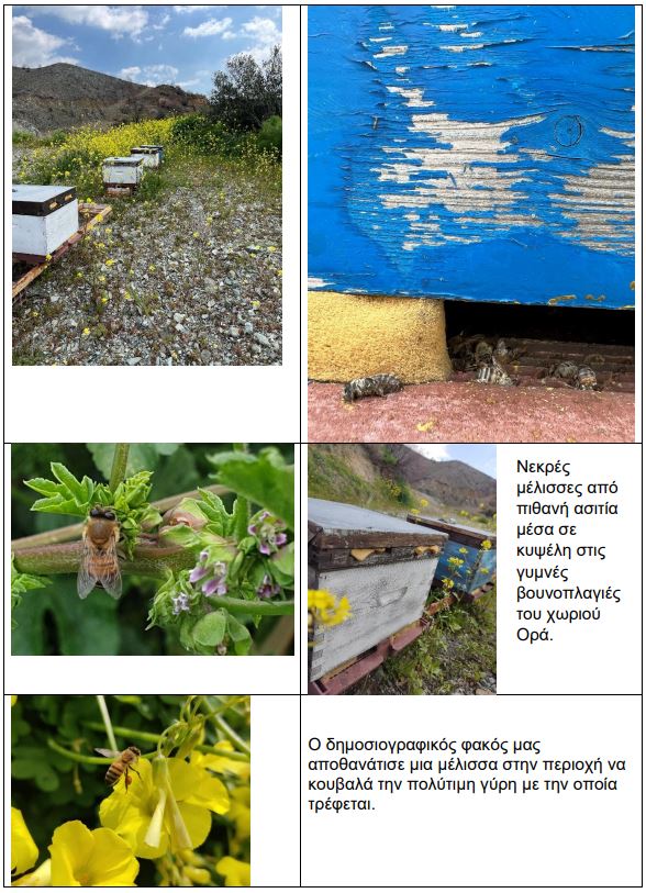 νεκρές μέλισσες