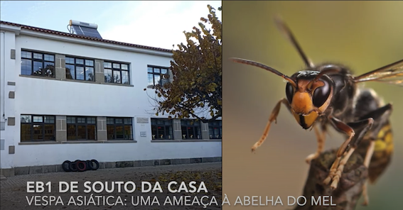 Vespa asiática: uma ameaça à abelha do mel
