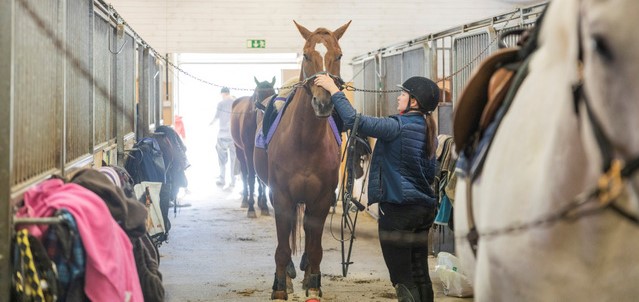 There is a horse and one person taking care of the horse.