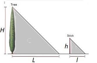the proportion between heighs and shadows, according with Euclidian geometry 
