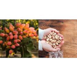 Κελυφωτό Φιστίκι