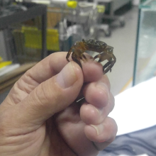 The Hub - חטב שקד קריית חיים, קבוצה 18