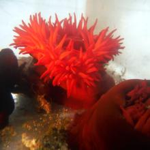 The Hub - חטב שקד קריית חיים, קבוצה 16