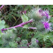 INSPIRING ENGINEERING - FROM NATURE TO COMMUNITY - קבוצה 5 חיפה 