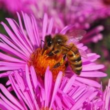 Bees for the Future - Copiar