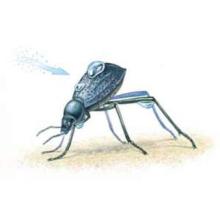 INSPIRING ENGINEERING - FROM NATURE TO COMMUNITY - קבוצה 3 חיפה 