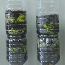 Στήλες αποσύνθεσης με πλαστικά μπουκάλια ως μία εισαγωγή για την κομποστοποίηση στο σχολικό κήπο