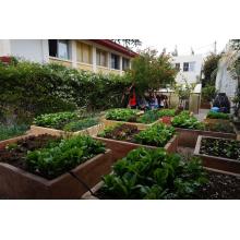 The school garden as an open school for leaning, action and innovation - Copy