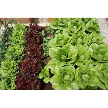 Συγκαλλιέργεια φυτών στο σχολικό κήπο