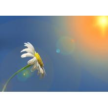 UV radiation: friend or foe?