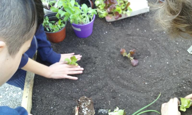 organic garden Merlara (Italy)