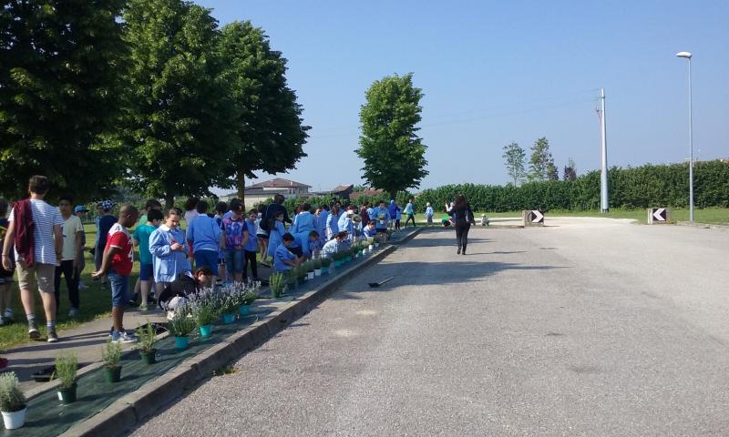 plants that bees love