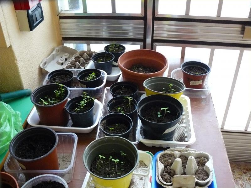 Seeds are growing up