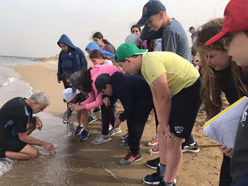 חוקרים בעלי חיים בחוף הים