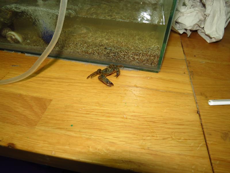 מצב שפל.. סלען זיפני במעבדה