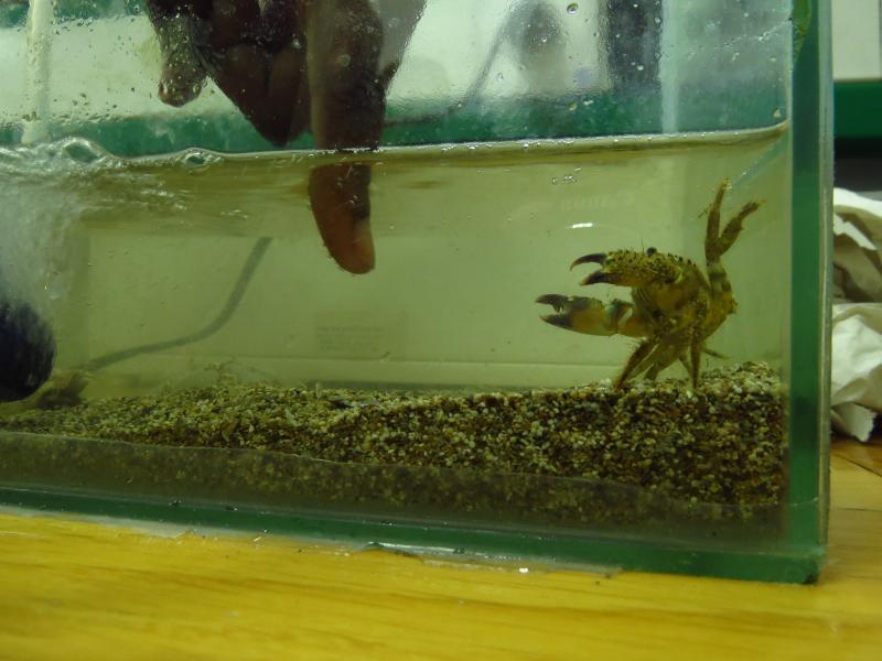 הסלען הזיפני במצב גאות