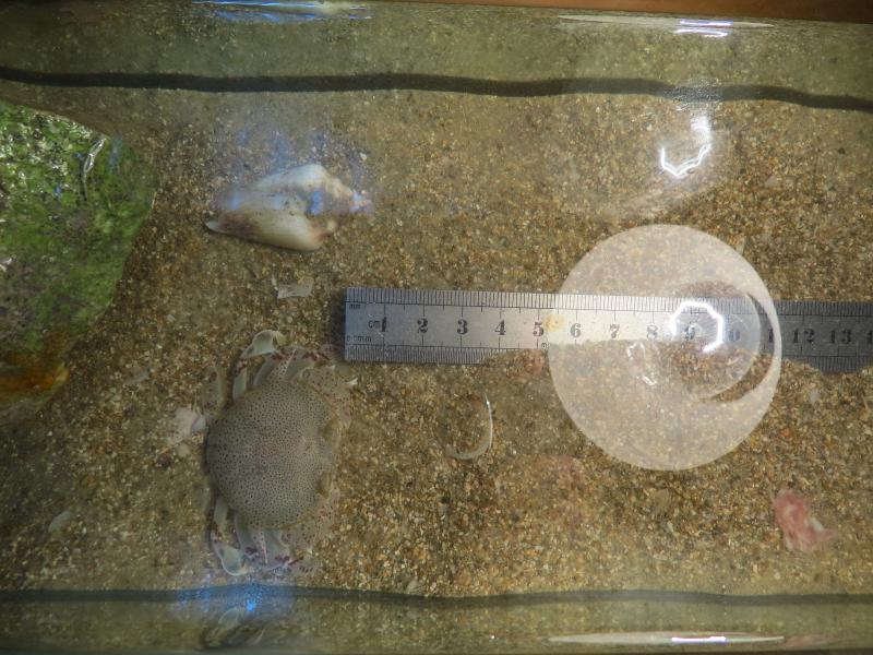 תגובת העשתורת לגוף זר