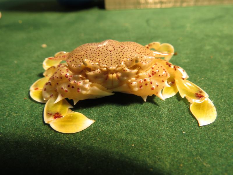 סרטן העשתורת הנחקר