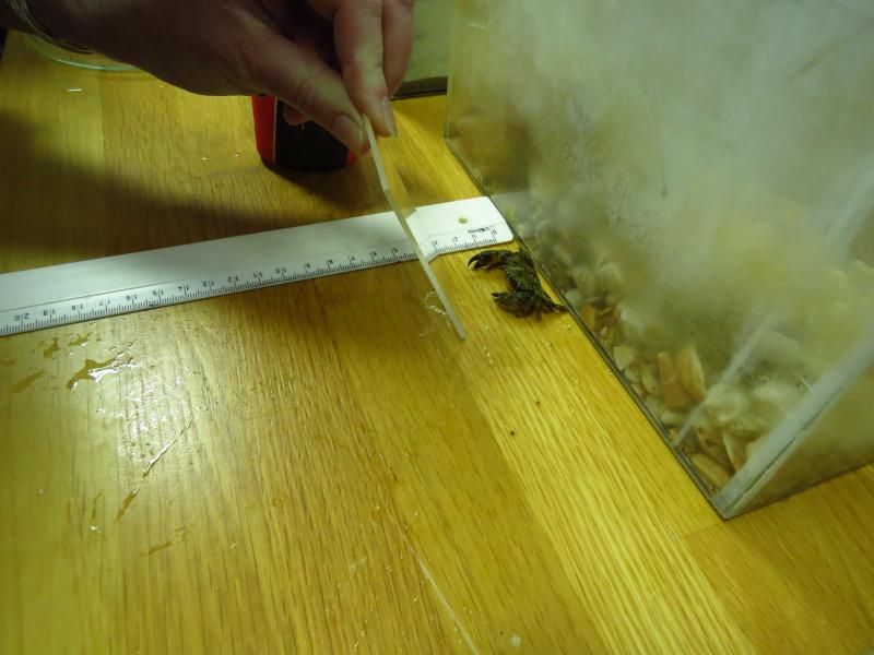 ביצוע הניסוי במעבדה עם גוף שקוף