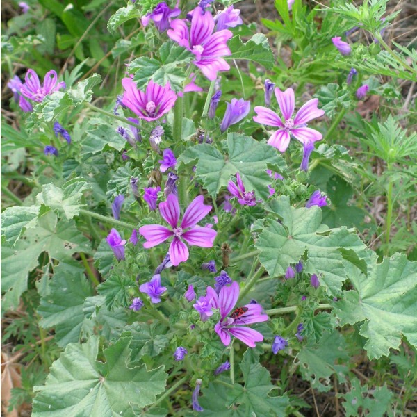 flores