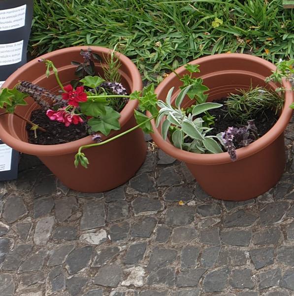 plantas