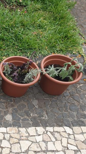 vasosflores