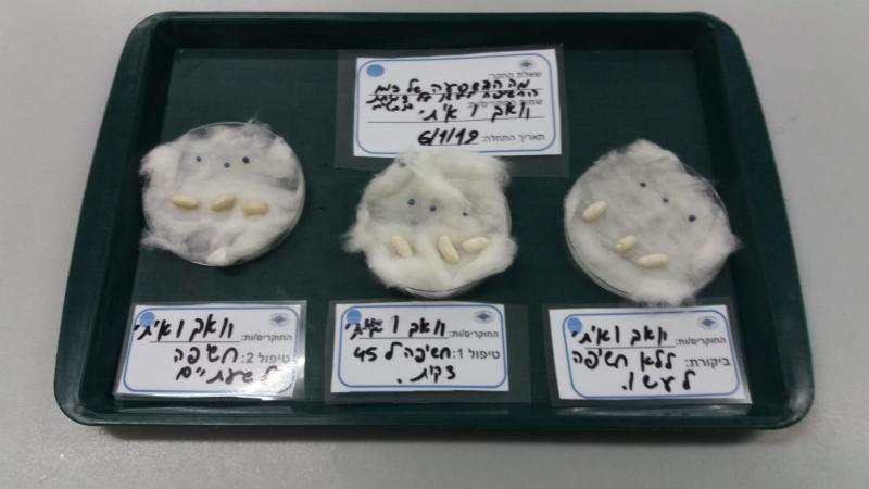 זרעי הניסוי בחשיפה לעשן