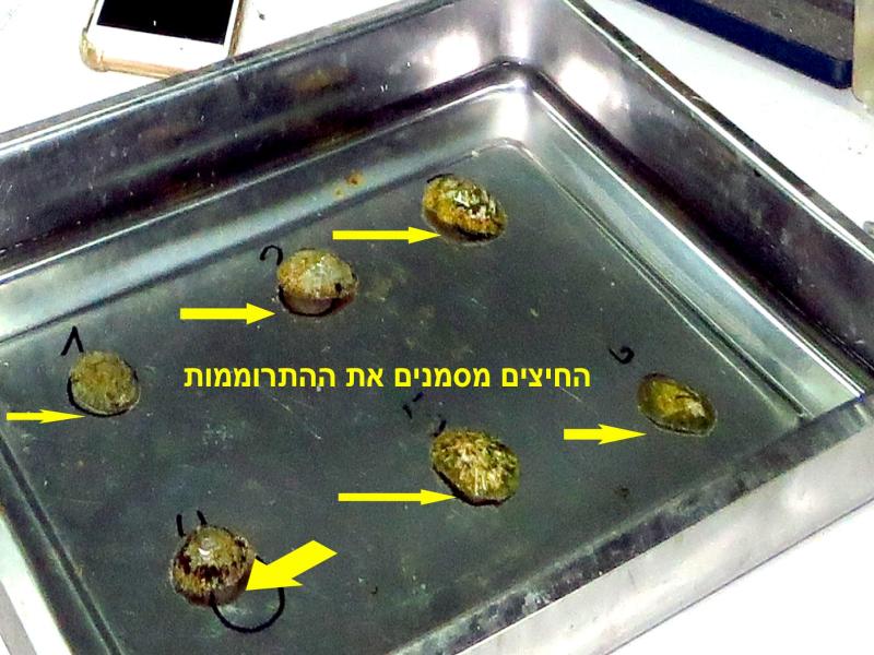 מדידת גובה הצלחיות בהשפעת טמפרטורות שונות