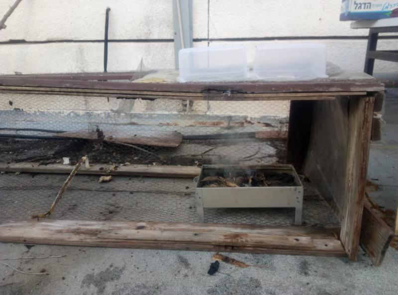 מעשנה- חשיפת הזרעים לעשן עוד קודם לזריעתם