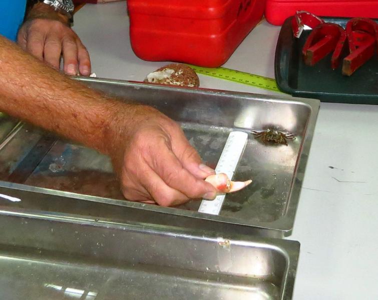 ביצוע הניסוי בסרטן