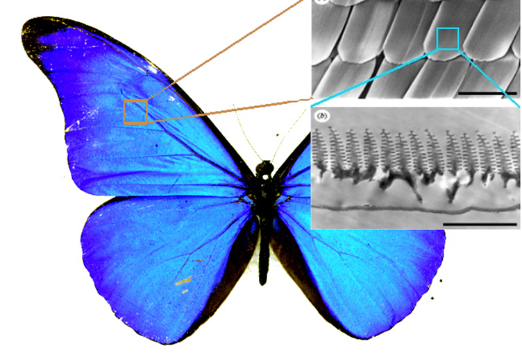 פרפר בלו מורפו