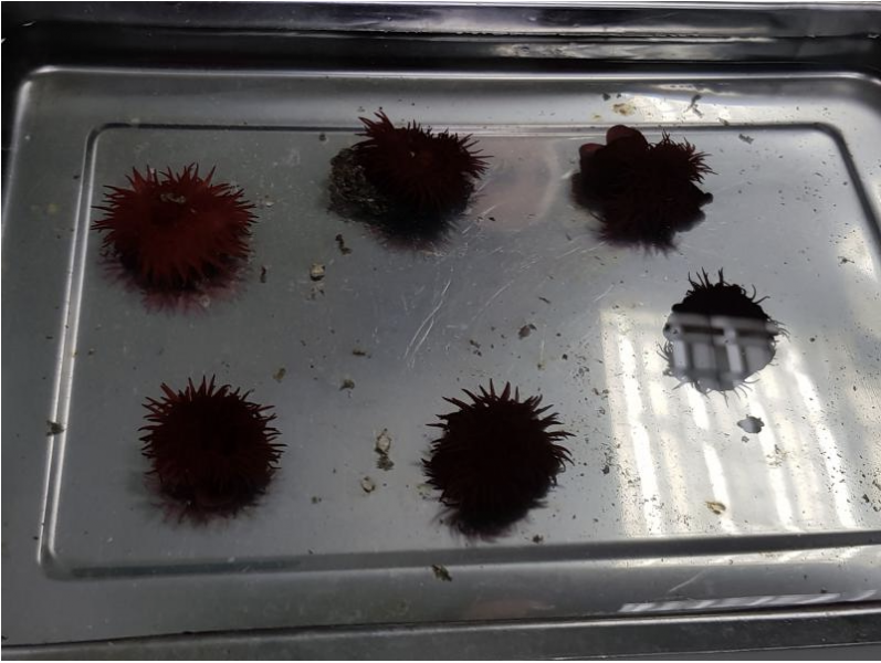 שושנות הים האדומות במצב גאות