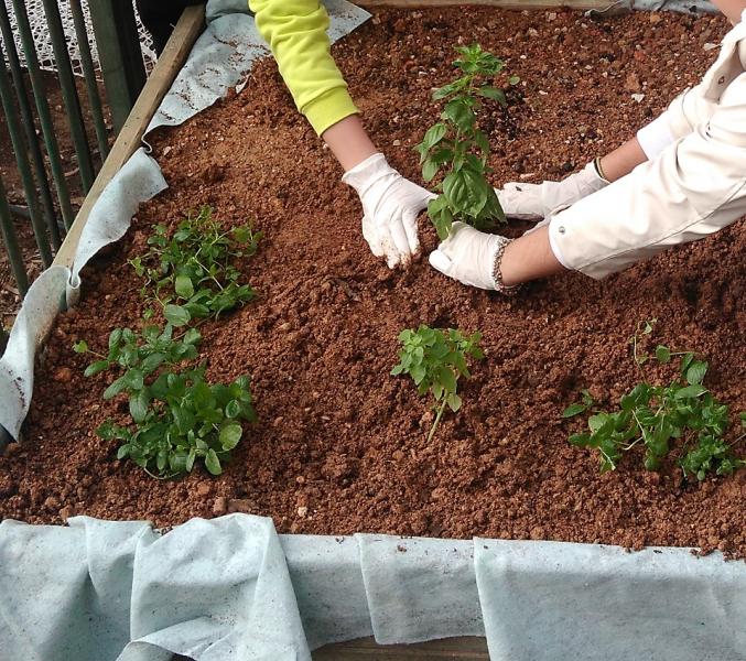 Φύτευση αρωματικών φυτών στη ζαρντινιέρα