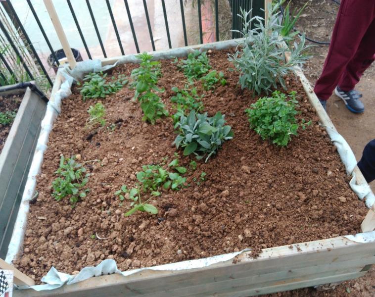 Ολοκλήρωση φύτευσης αρωματικών φυτών στο κινητό θερμοκήπιο