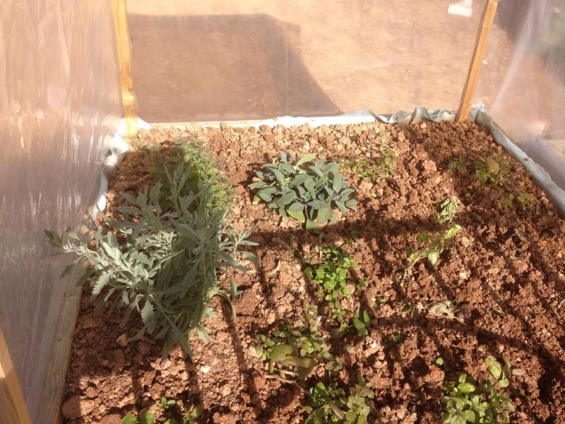 Εσωτερικό του κινητού θερμοκηπίου με τα αρωματικά φυτά