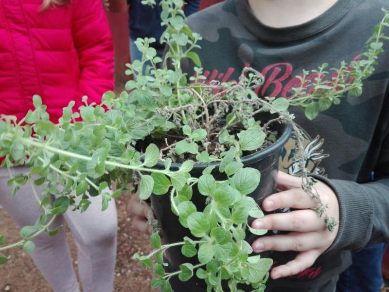 Φυτά που θα φύτεψαν οι μαθητές