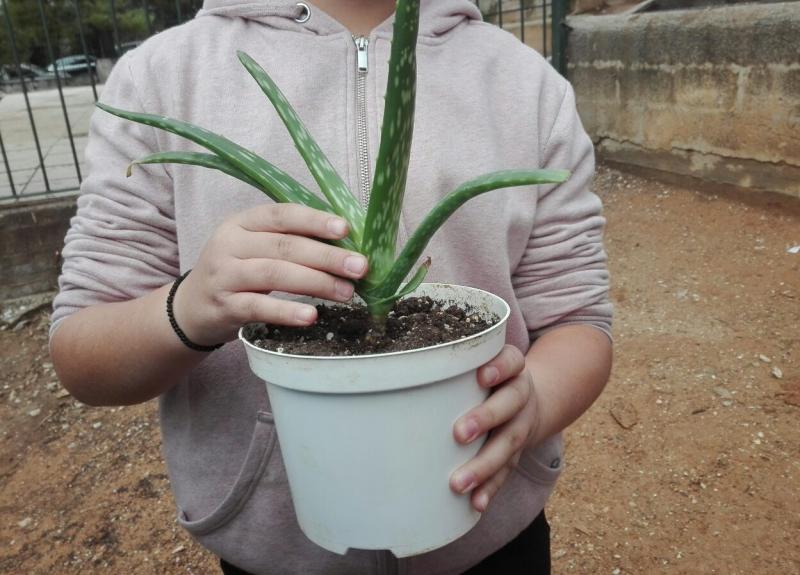 Φυτά που φύτεψαν οι μαθητές