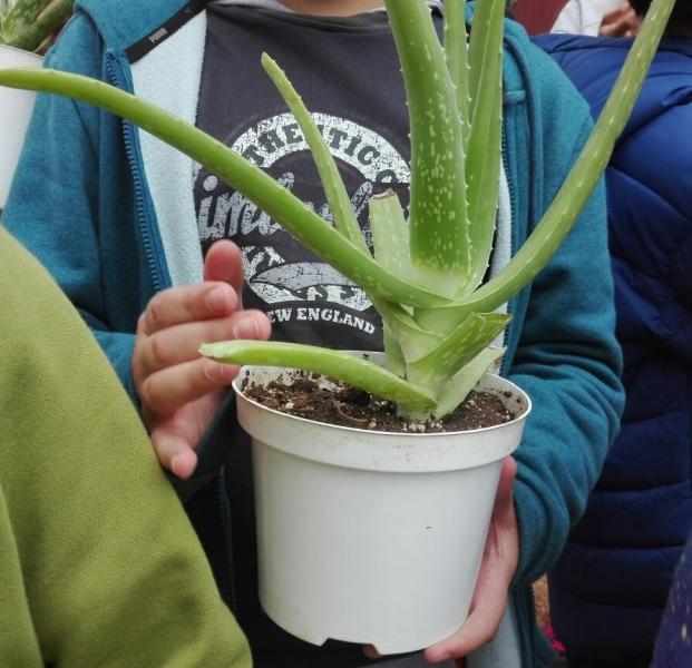 Φυτά που φύτεψαν οι μαθητές