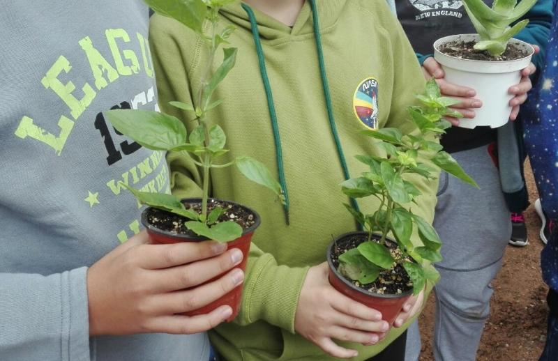 Φυτά που φύτεψαν οι μαθητές
