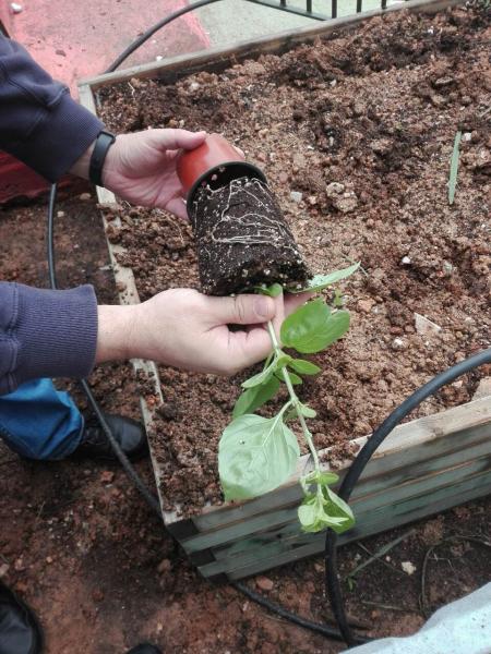 Τοποθέτηση φυτού από τη γλάστρα στον κήπο