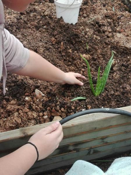 Φύτεμα αρωματικών φυτών στον κήπο
