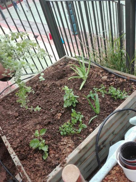 Τοποθέτηση φυτού στον κήπο