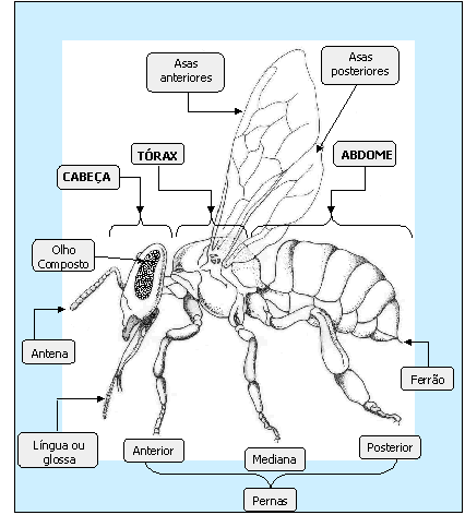 Morfologia externa das abelhas