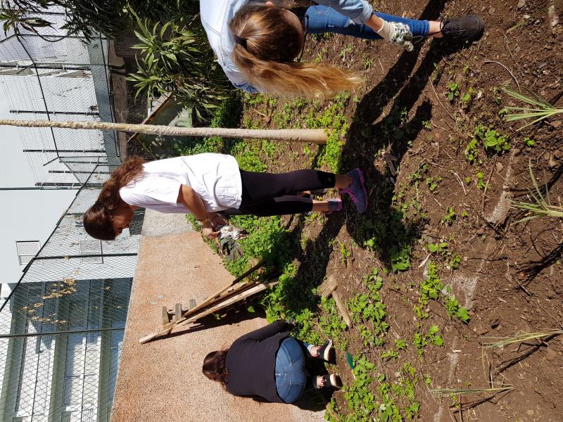 plantacao
