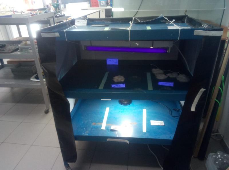 הארת הזרעים באורכי גל שונים