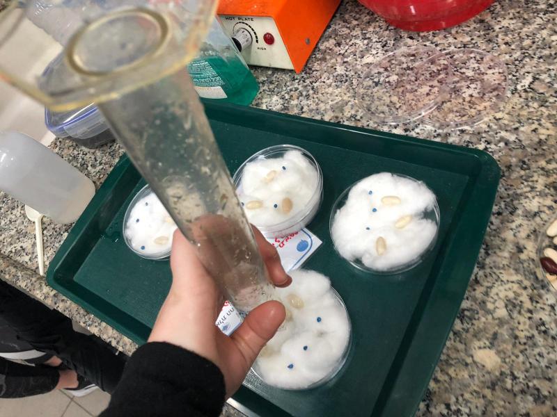 ביצוע המחקר