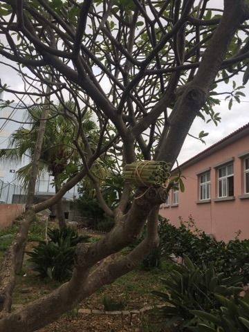 Foto do abrigo posto num ramo de árvore
