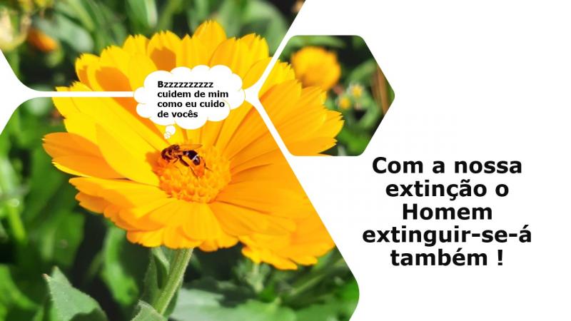 Abelhas