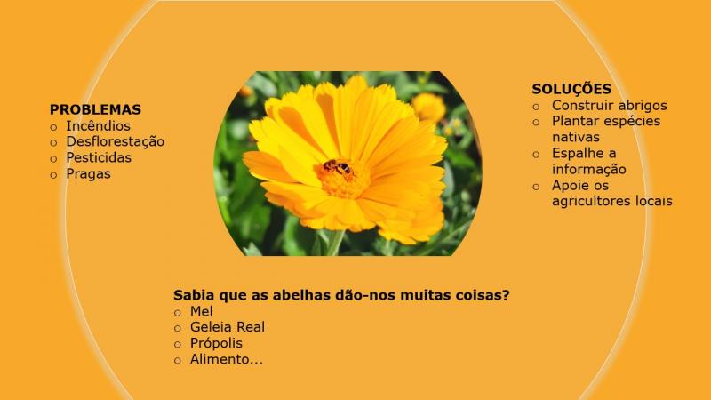 abelhas 2
