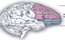 הקליפה הפרה-פרונטלית